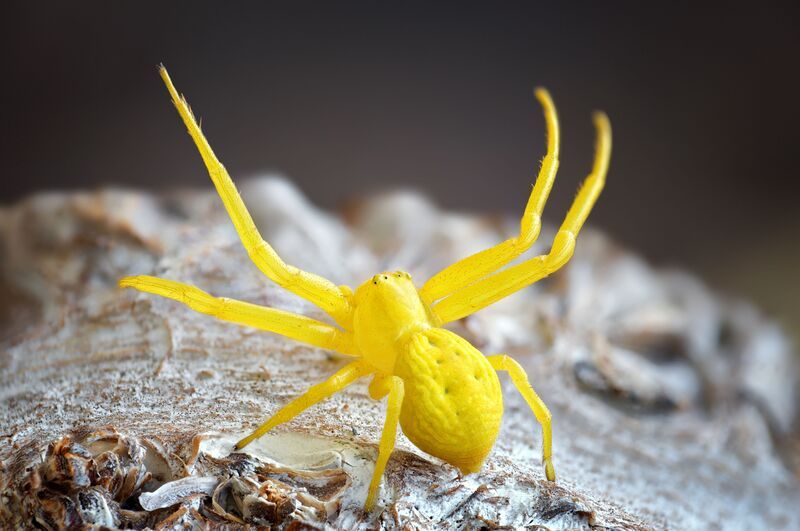 мизумена  фото превью