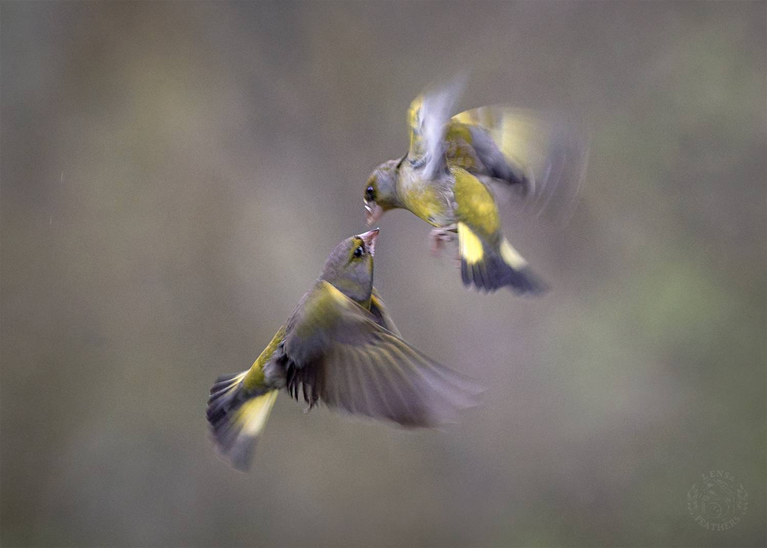 , Евгени Стефанов