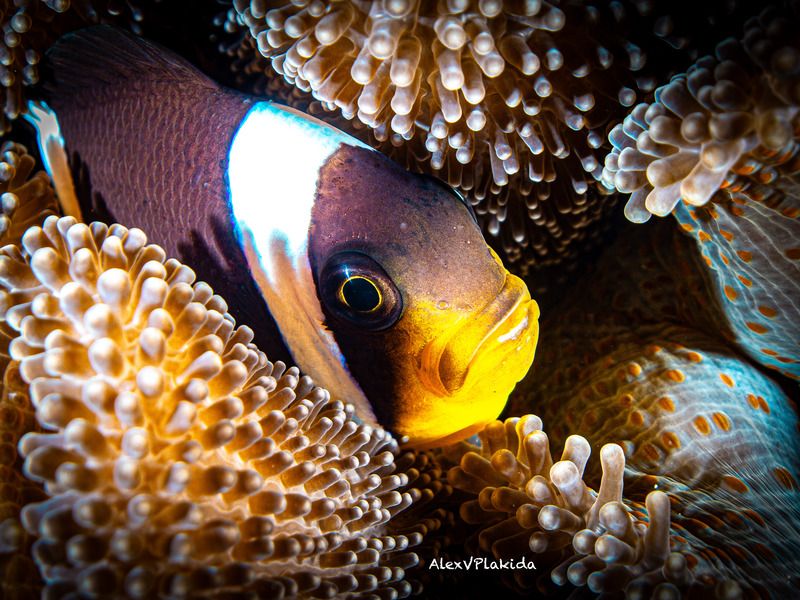 Дом-Анемон фото превью