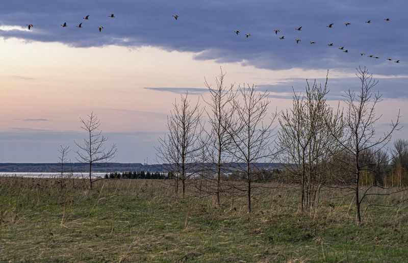 Гуси на север . фото превью