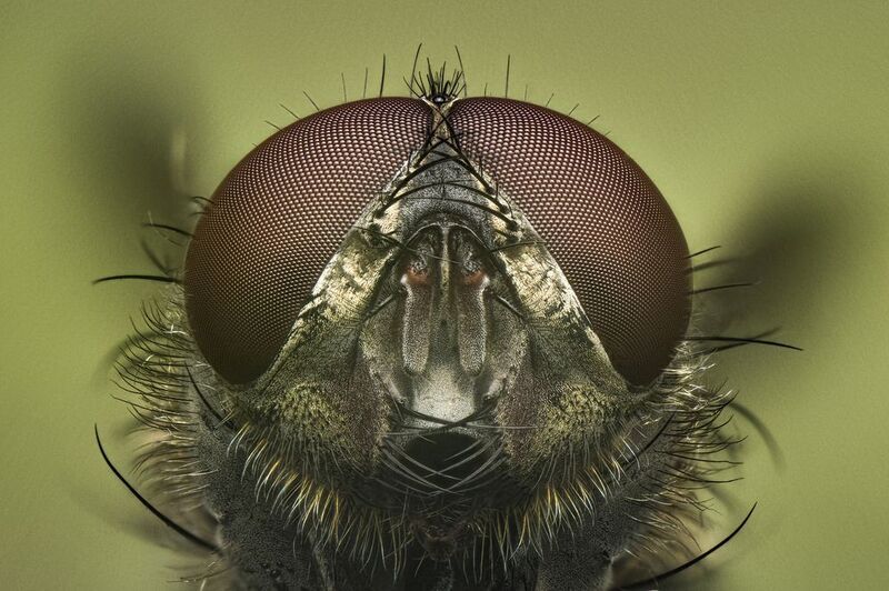 Fly  фото превью