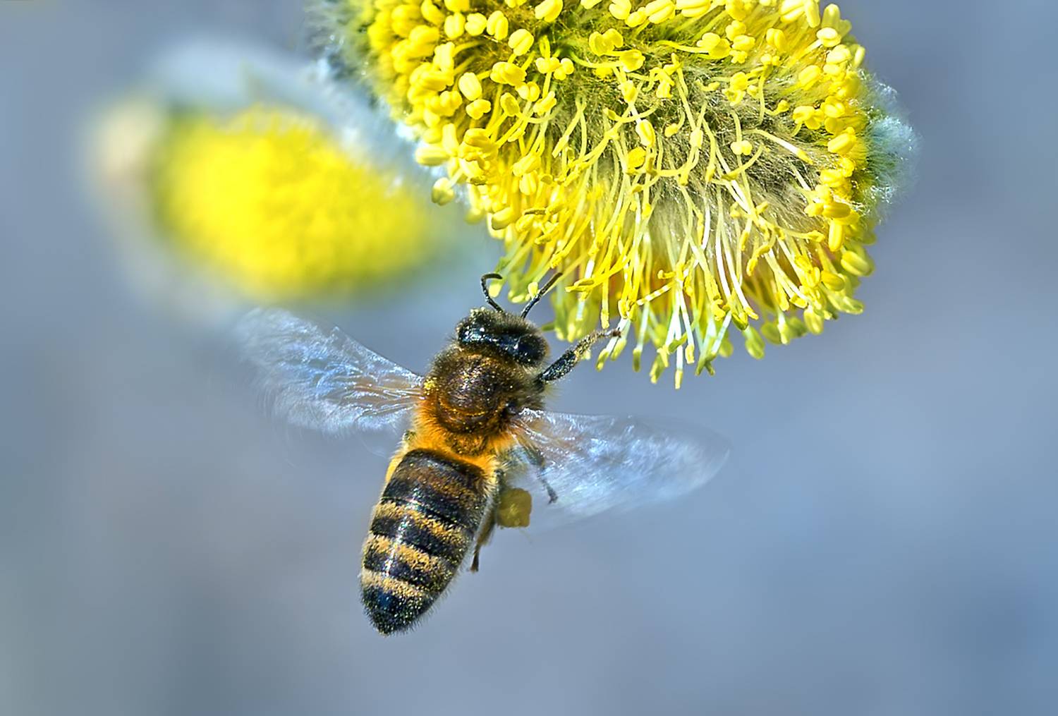 цветок, верба, пчела, весна, апрель, Борис Новиков