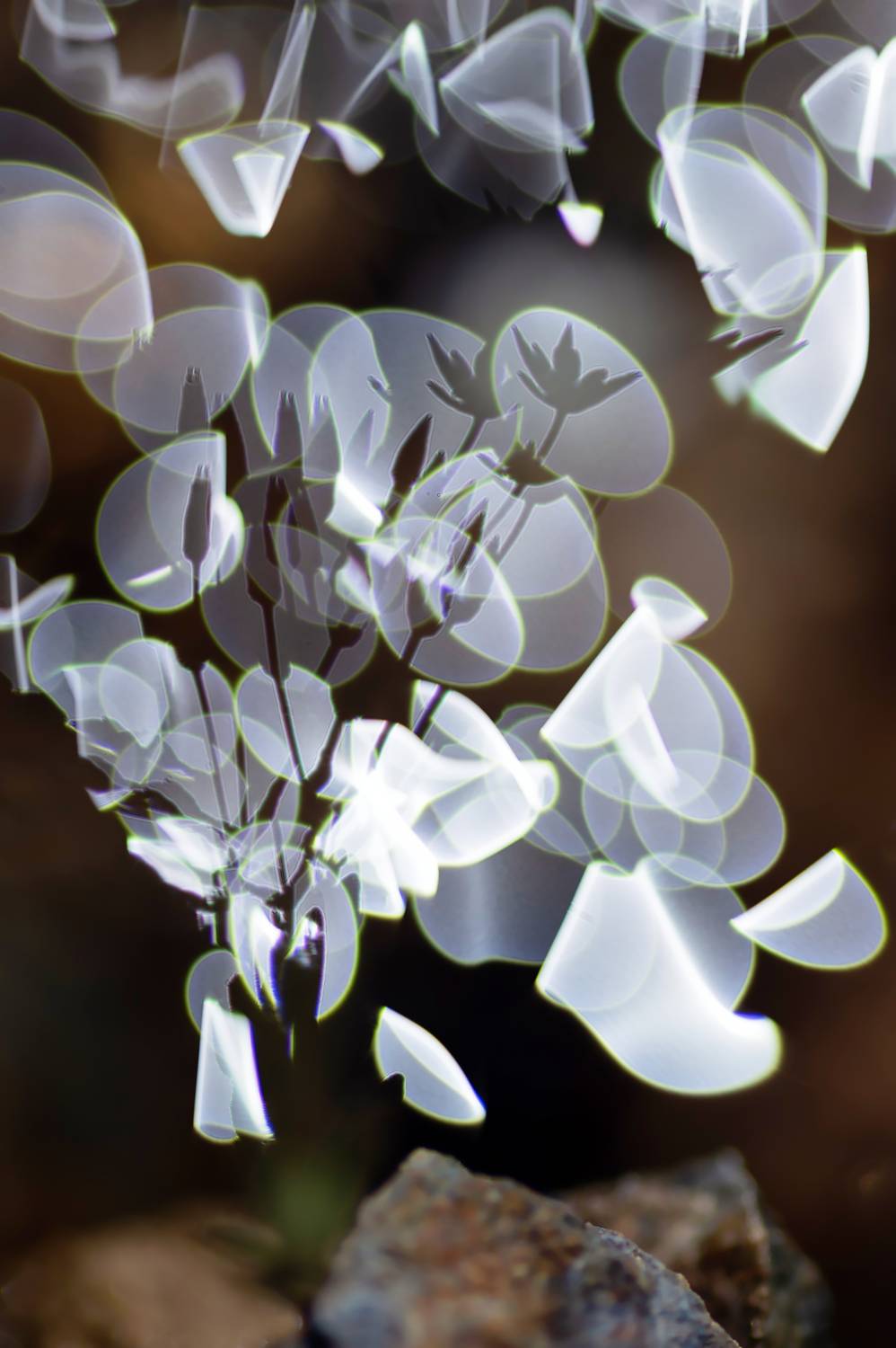 фокус, расфокус, блики, макро, Андреева Светлана