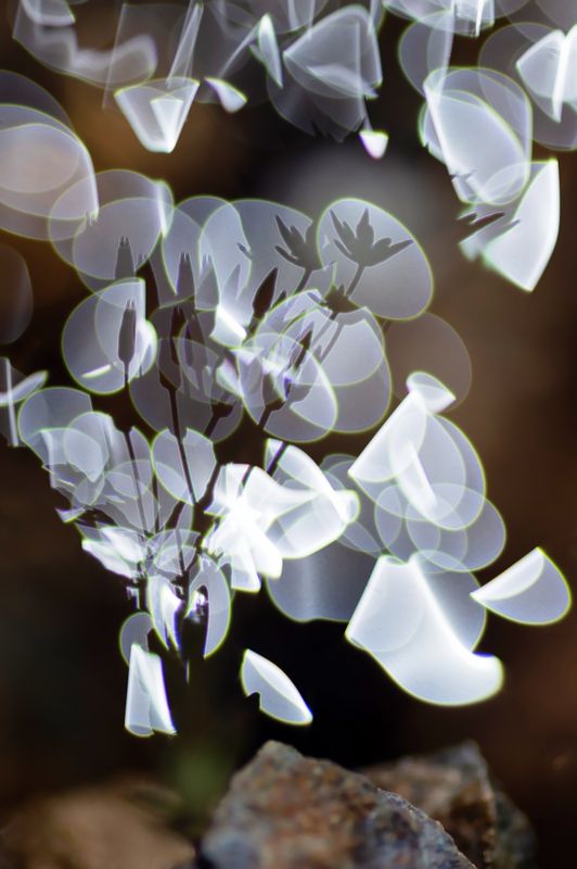 фокус, расфокус, блики, макро В отражениях воды фото превью