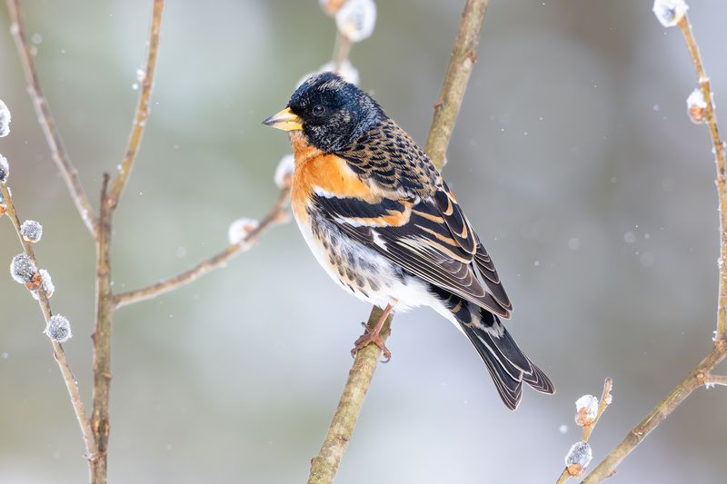 Юрок, или вьюрок — Fringilla montifringilla. фото превью