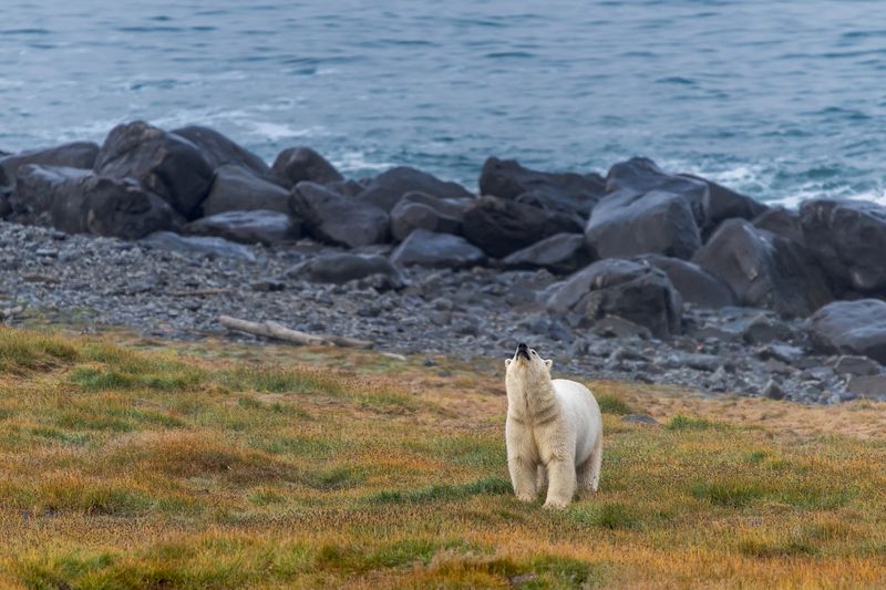 чукотка, белый медведь, Что-то учуял фото превью