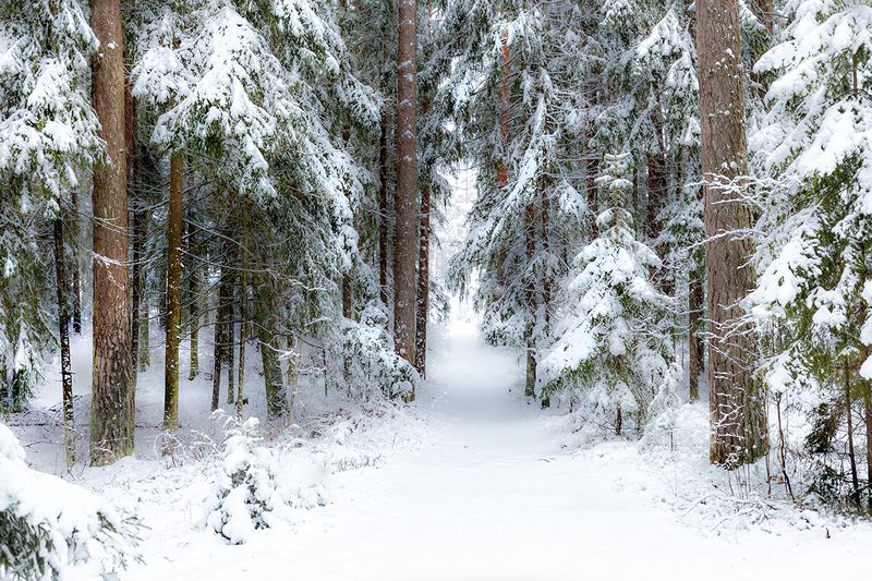 зима усть-нарвский лес Вспоминая прошедшую зиму... фото превью