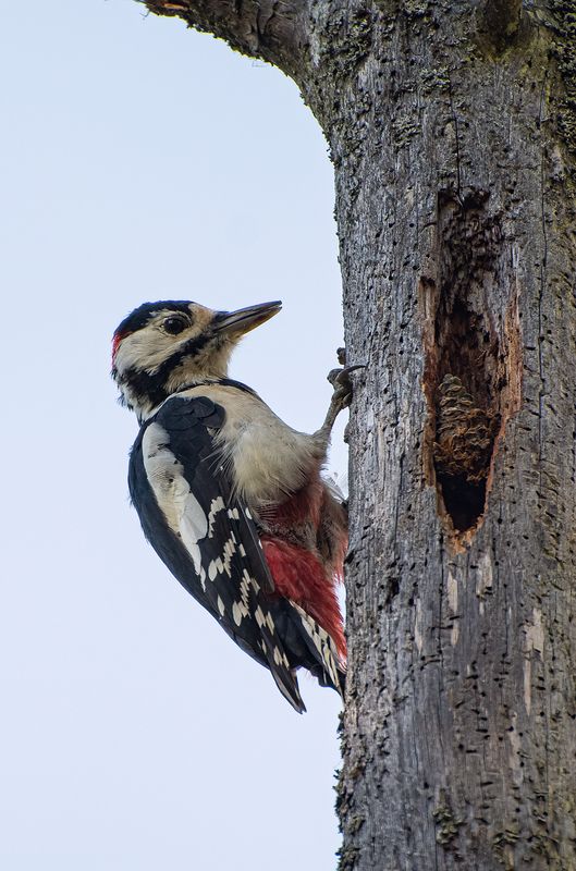 Кузнец в кузнице :) фото превью