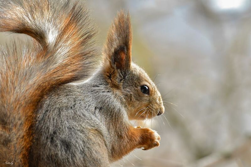 Элегантный профиль) фото превью