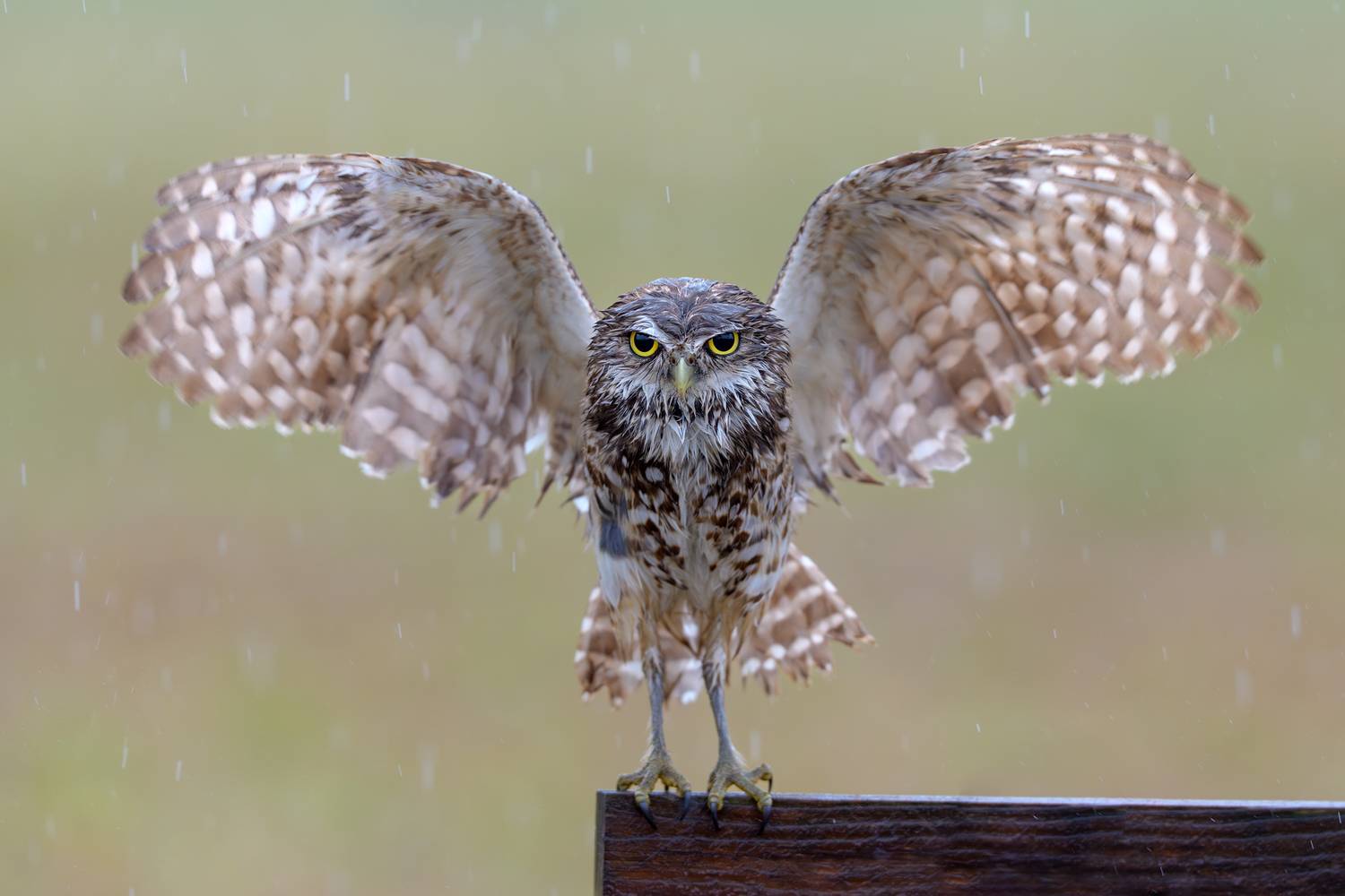 птица, фотоохота, сыч, природа, фауна, Vladimir Kulikov