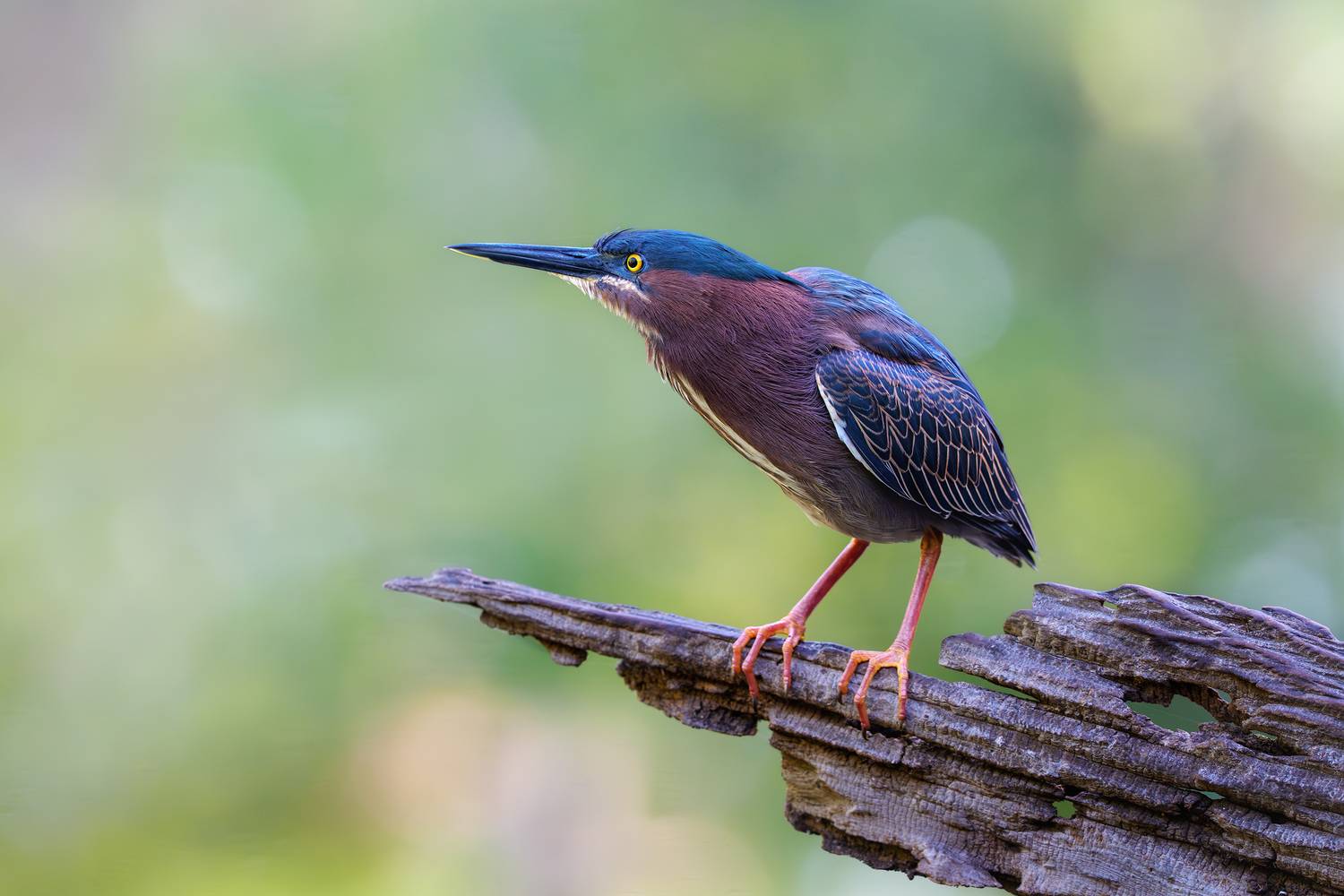 птица, фотоохота, цапля, природа, фауна, Vladimir Kulikov