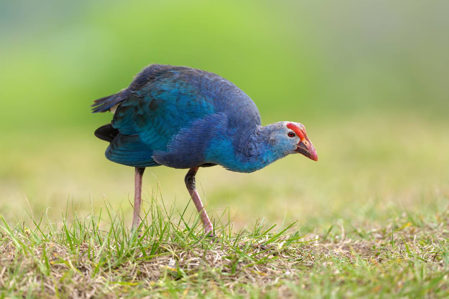 птица, фотоохота, султанка, природа, фауна, Vladimir Kulikov