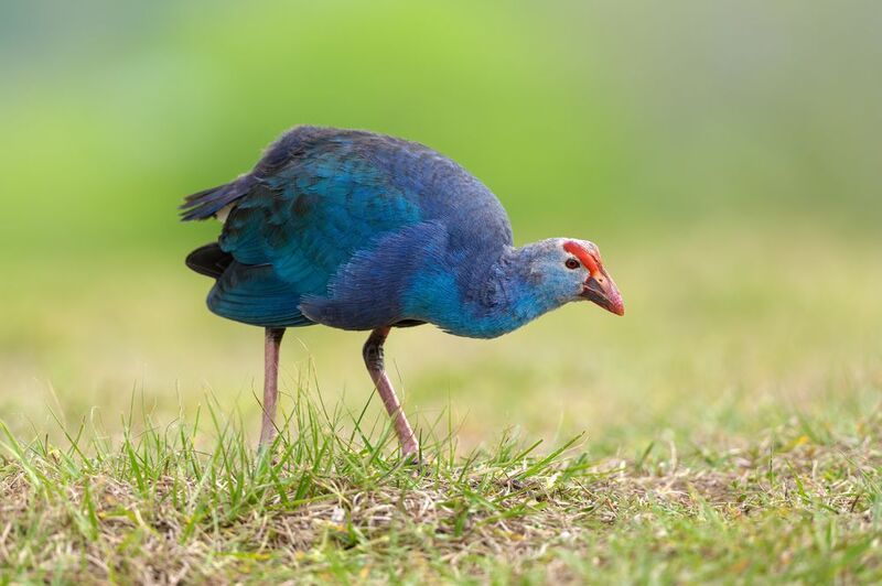 птица, фотоохота, султанка, природа, фауна Любопытство фото превью