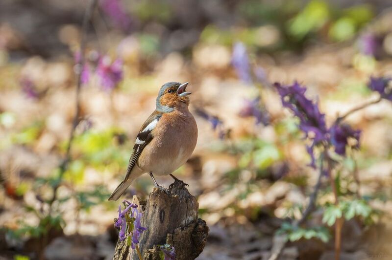 зяблик, птицы, пернатые Солист фото превью