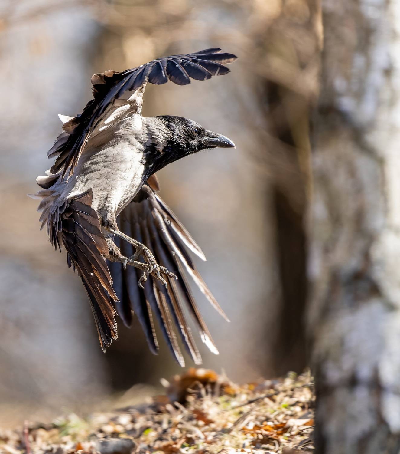 , Дэм Константин