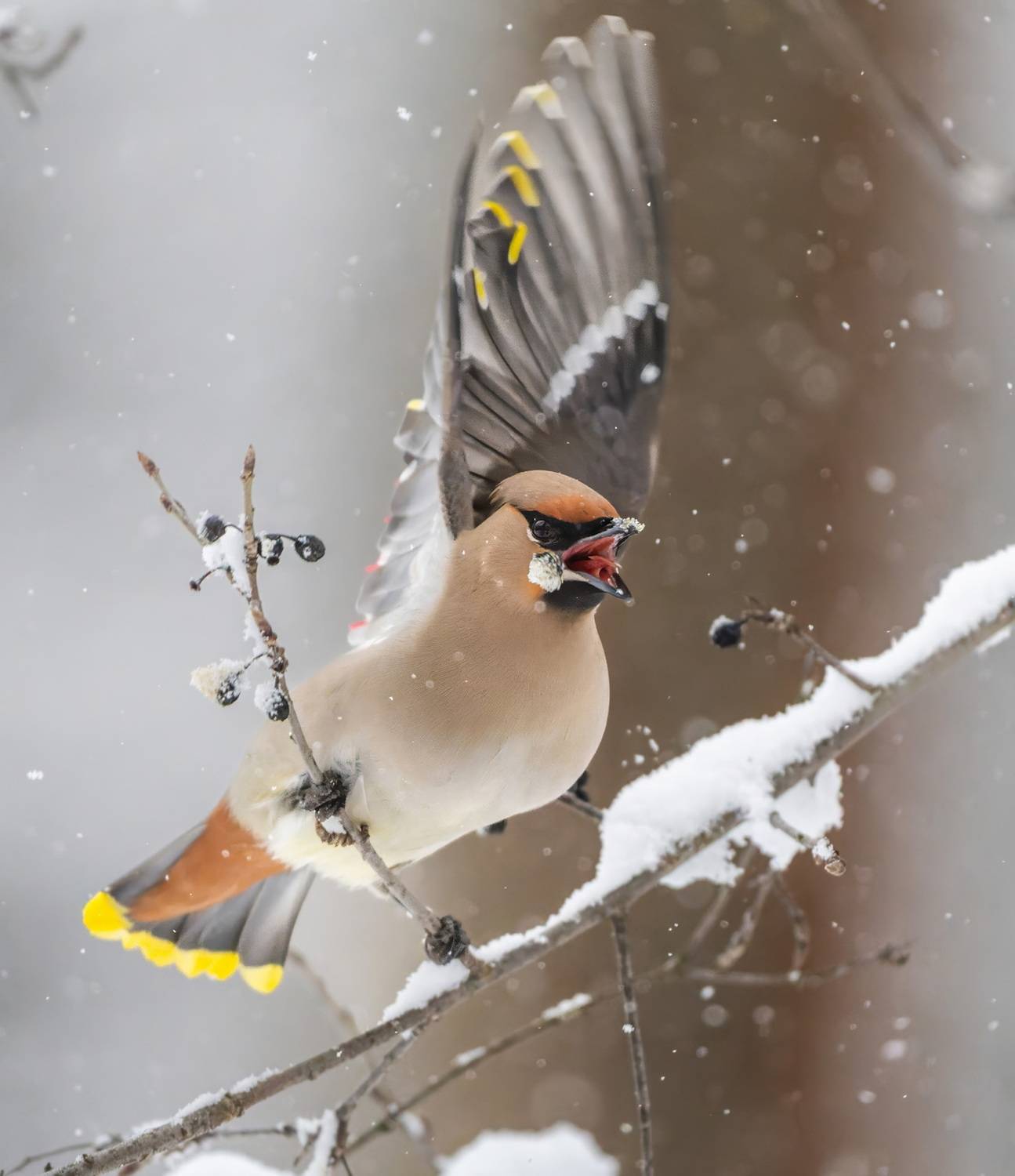 , Дэм Константин