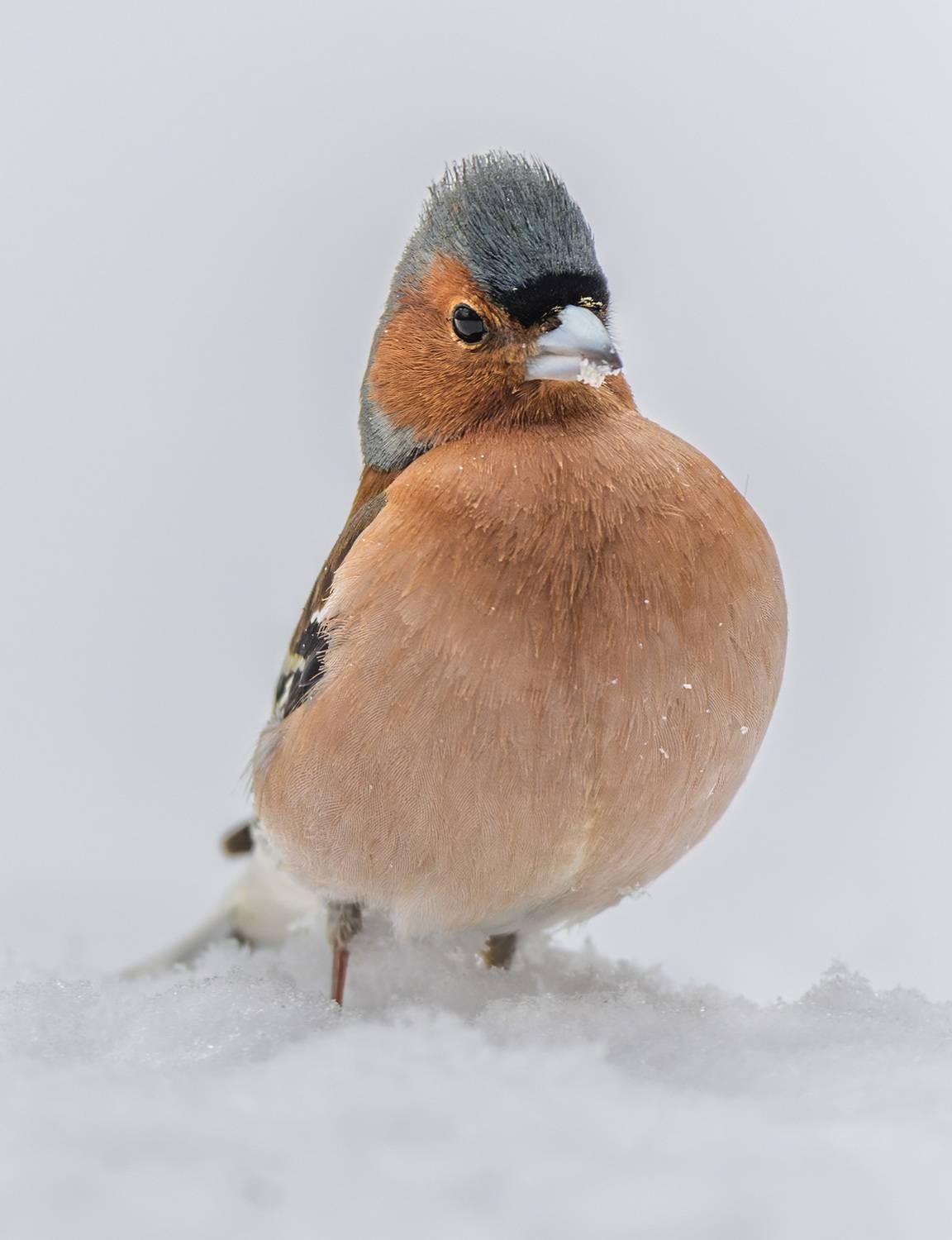 , Дэм Константин