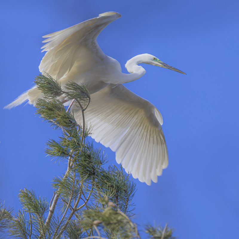 белая цапля, цапля, птицы, цапельник Белая цапля фото превью