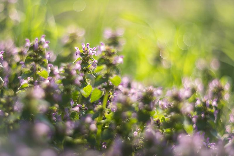 Калейдоскоп весны фото превью