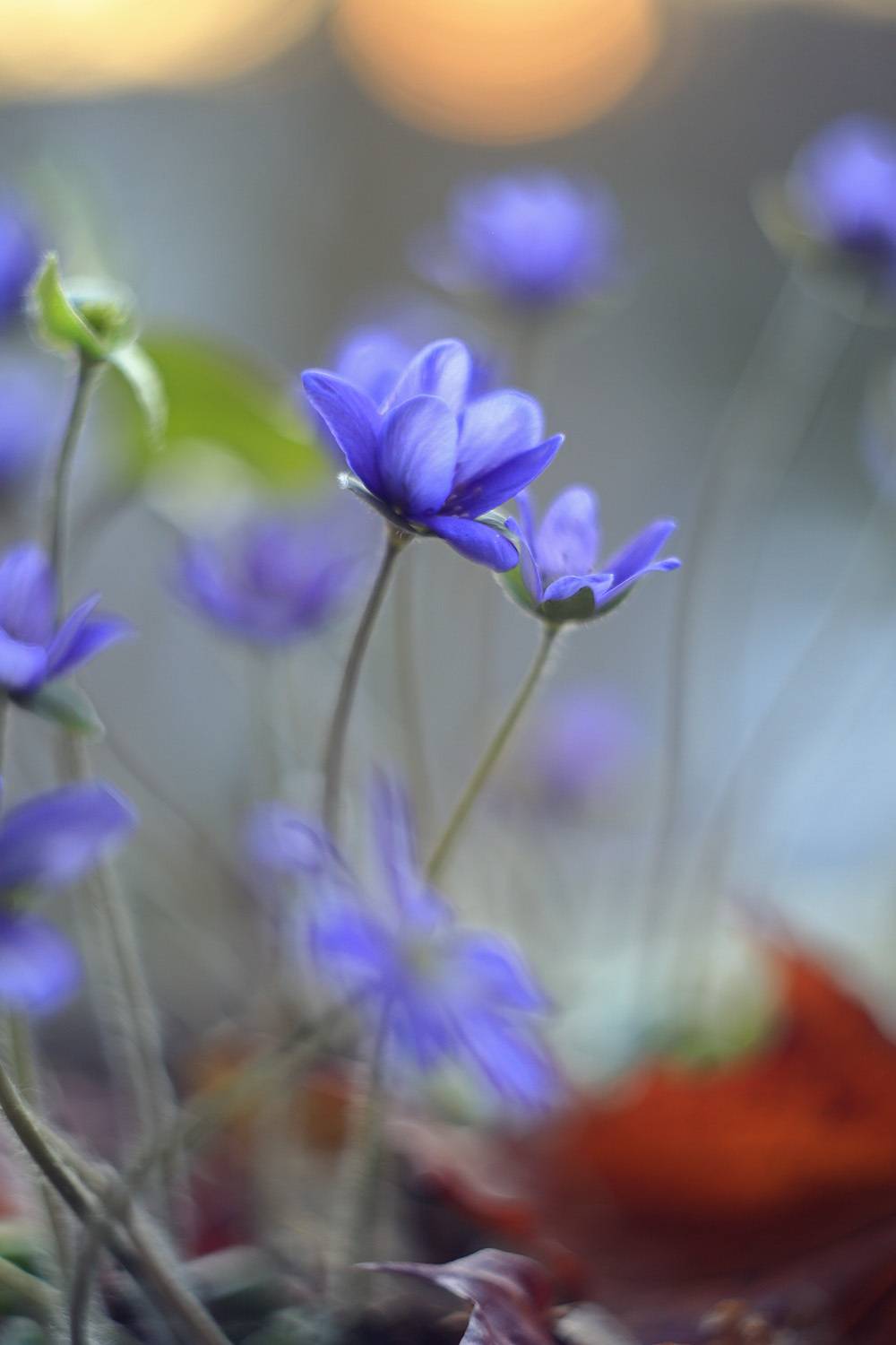 печеночница благородная,весна, лес, нежность, ирина горюкина, беларусь,весенние цветы, ИРИНА ГОРЮКИНА