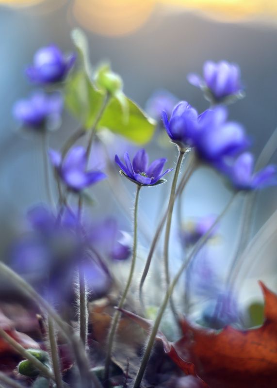 печеночница благородная,весна, лес, нежность, ирина горюкина, беларусь,весенние цветы ,макро, объектив гелиос Мечтатель фото превью