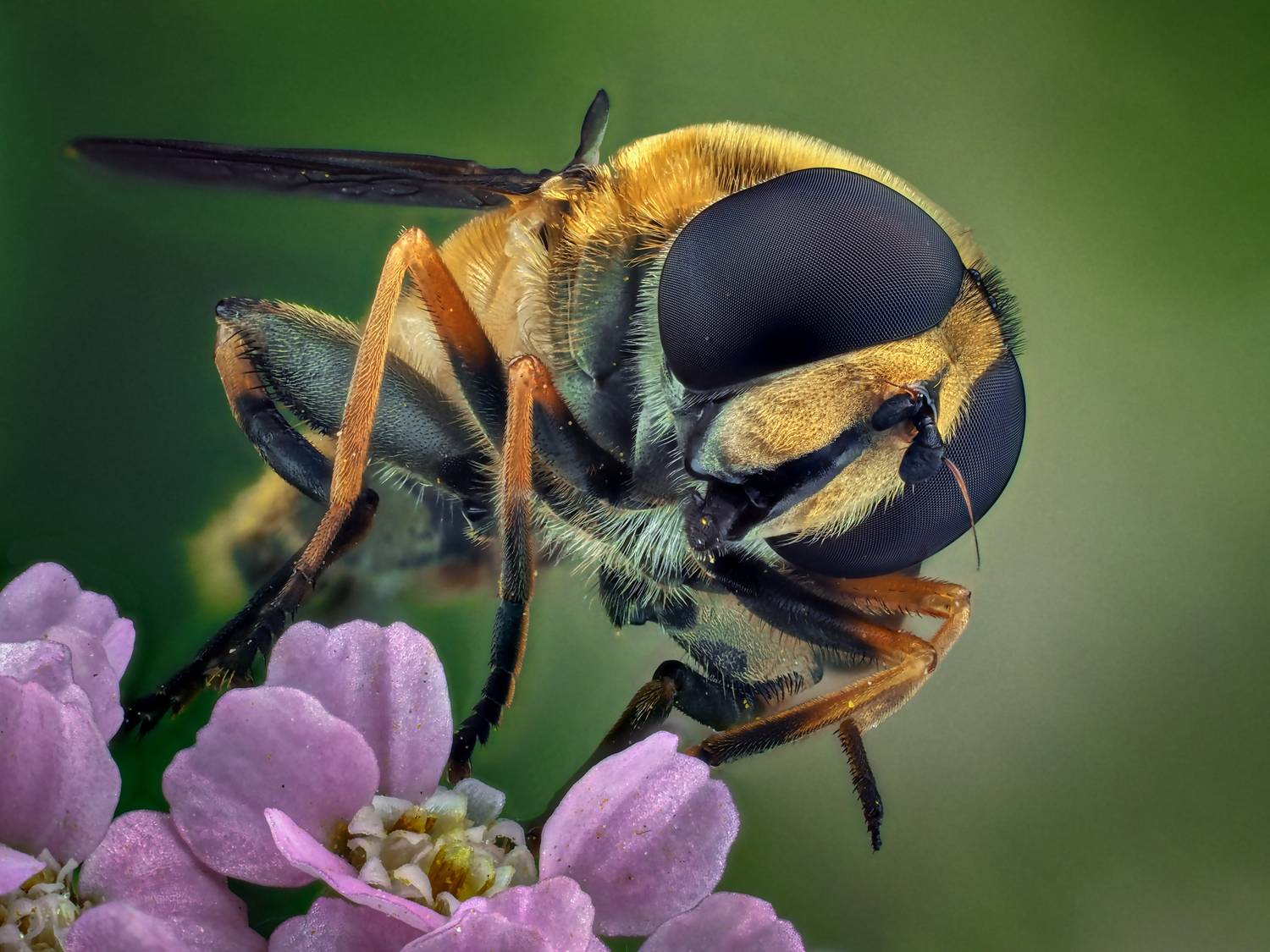 , Олег Савицкий