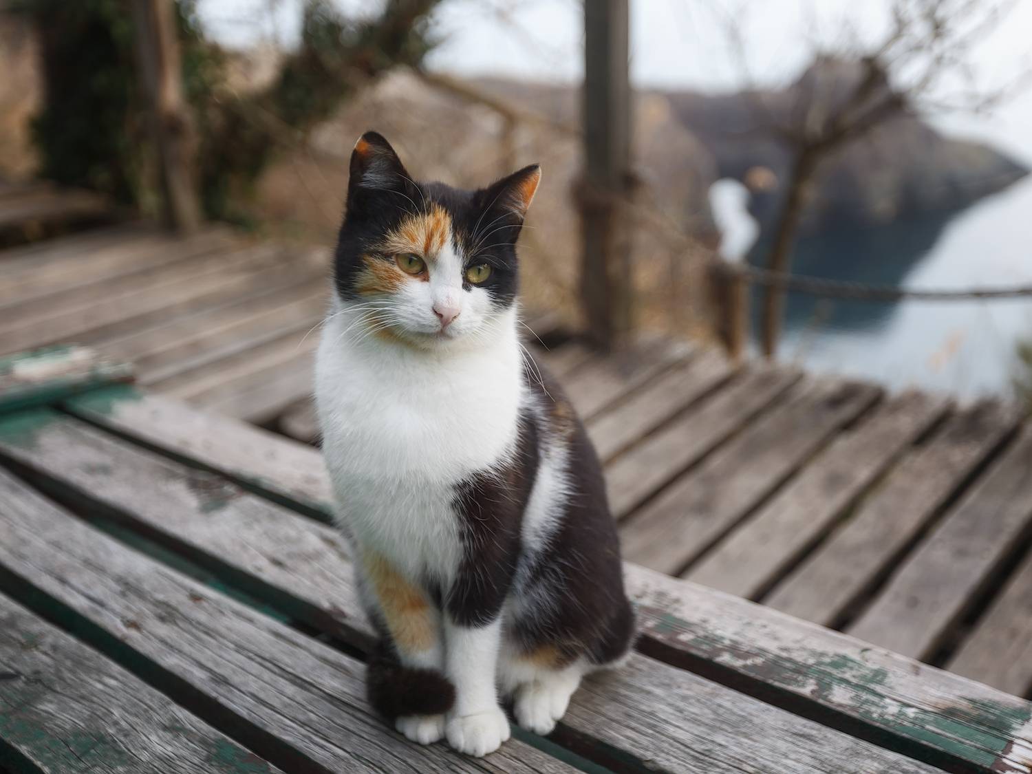 севастополь, фиолент, море, пляж., Владимир Дубинин