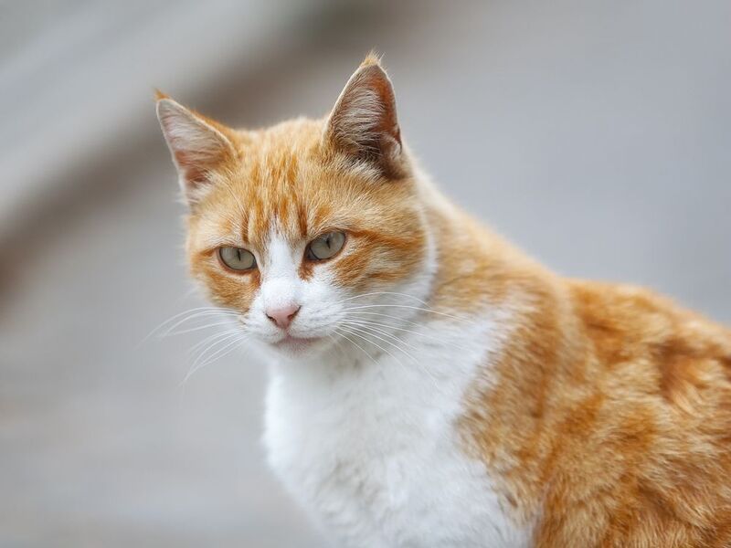севастополь, фиолент, море, пляж. Морские котики пляжа Каравелла. фото превью
