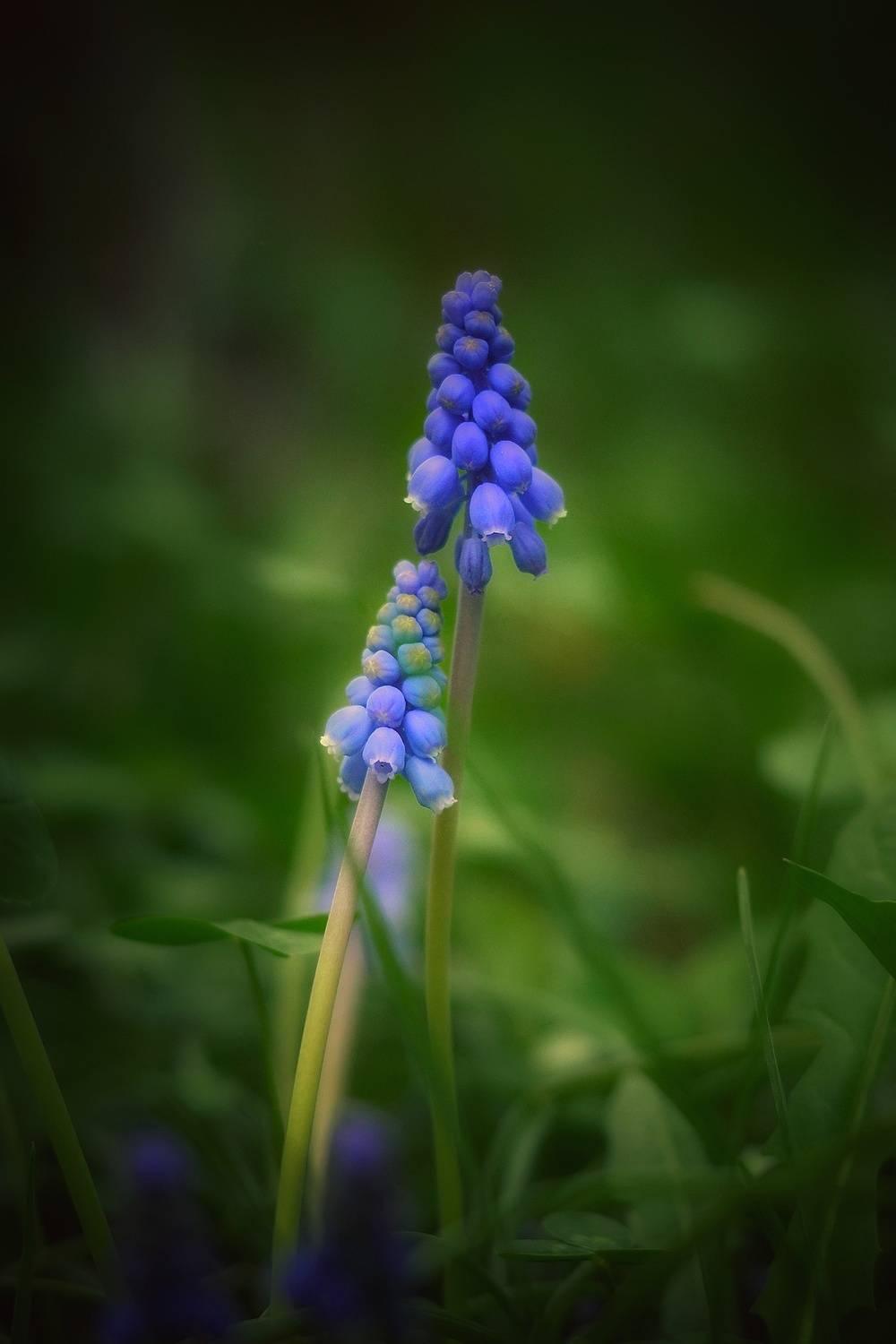 , Юлияна Стоянова