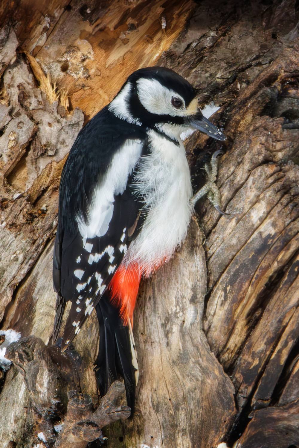 , Морозов Сергей