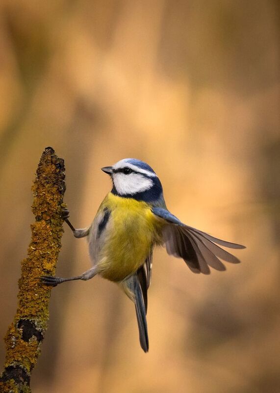 Titmouse фото превью