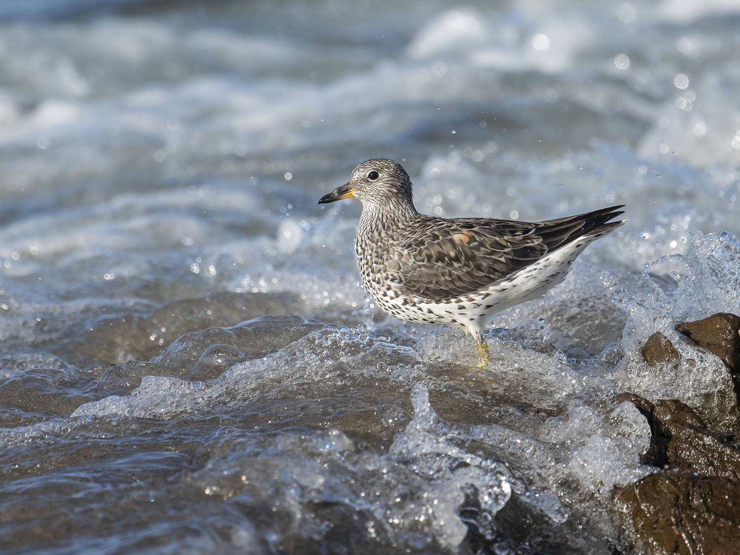 , Fernando Burgalin Sequeira