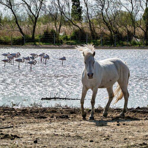 Camargue in one shot