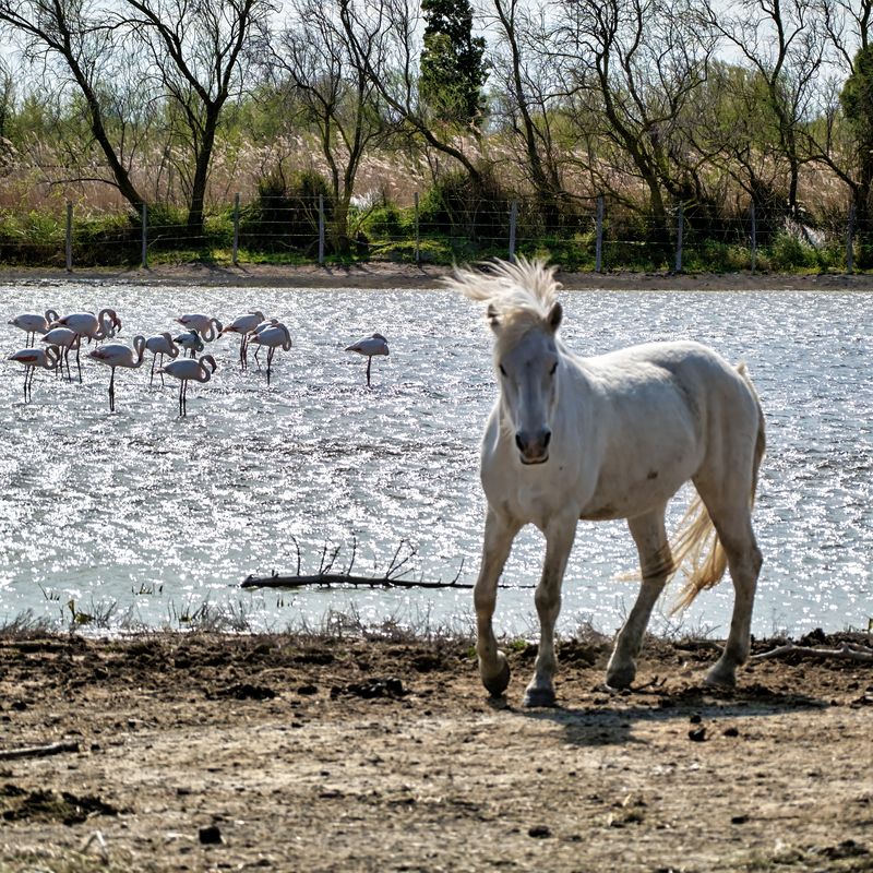 horse camarfue flamingo Camargue in one shot фото превью