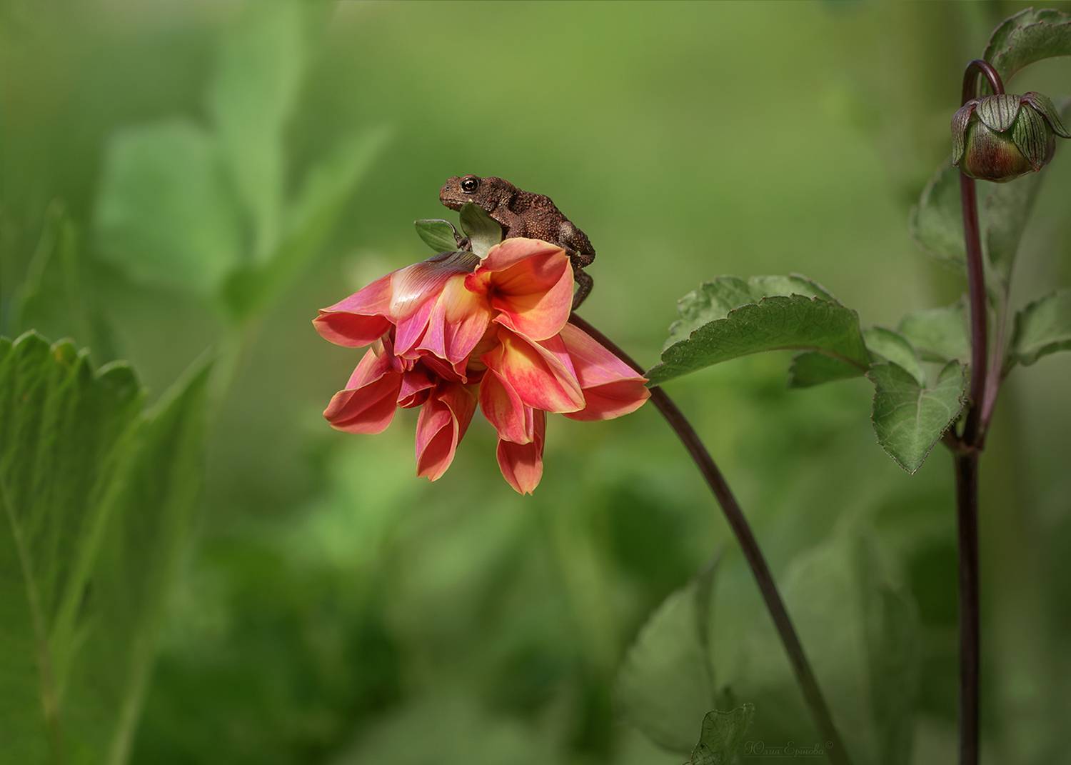 лягушка, георгина, макро, macro, Ершова Юлия