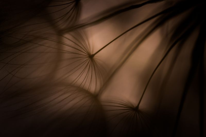 dandelion-одуванчик фото превью