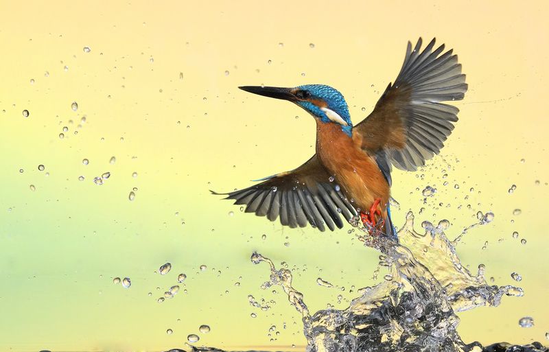 kingfisher фото превью