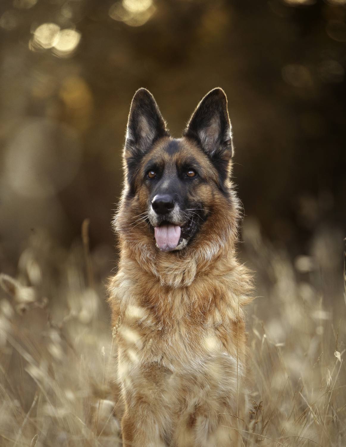 photography,dogs,pets,animal,canine,portrait,spring,pose,natural,light,german,shepherd,golden,hour,summer,, Alexandre Marques