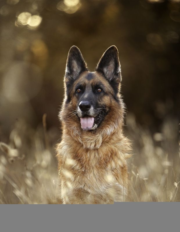 Blue фото превью