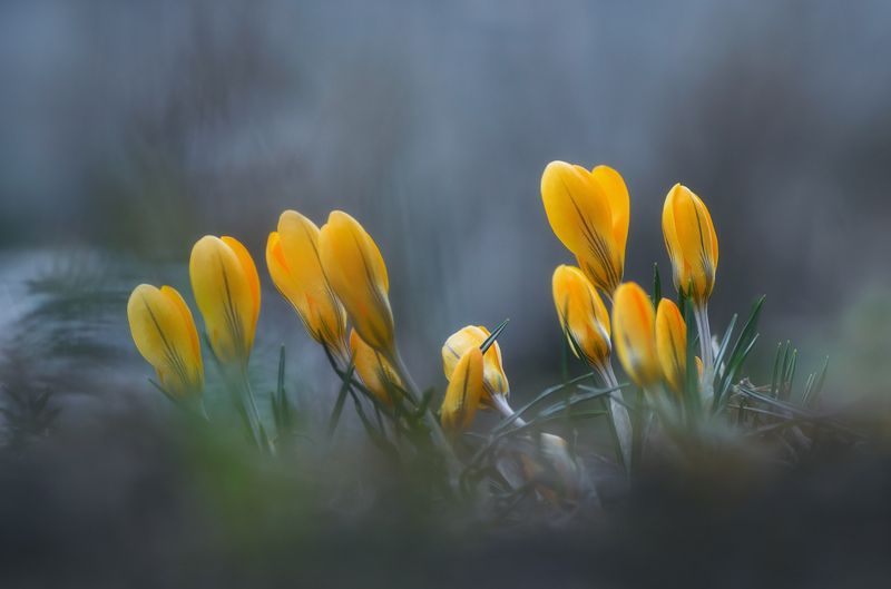 Первоцветы фото превью