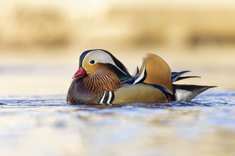 мандаринка Мандаринка фото превью