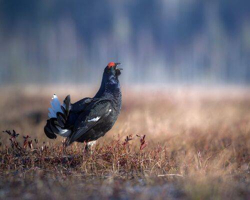 Токование тетеревов