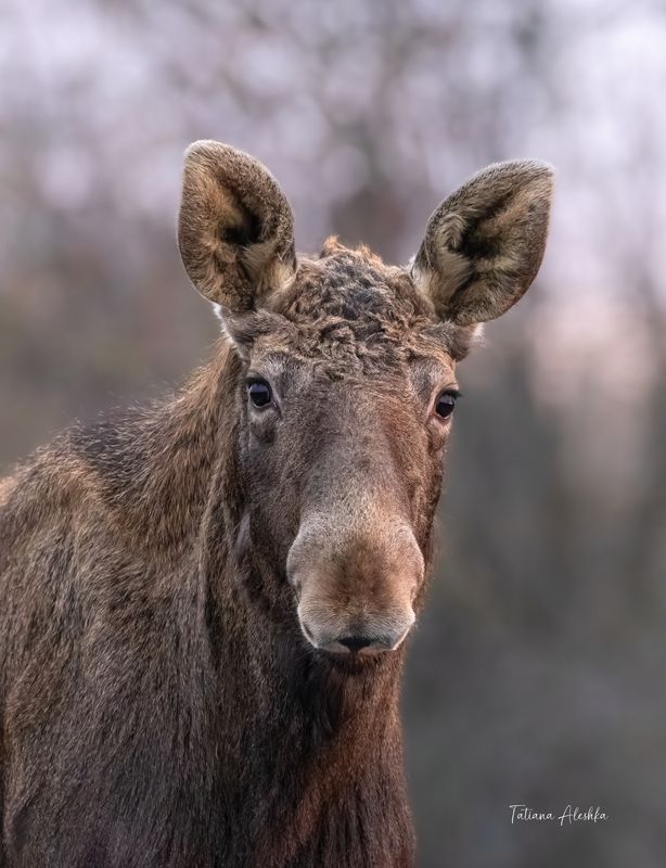 Доверчивый и прекрасный. фото превью
