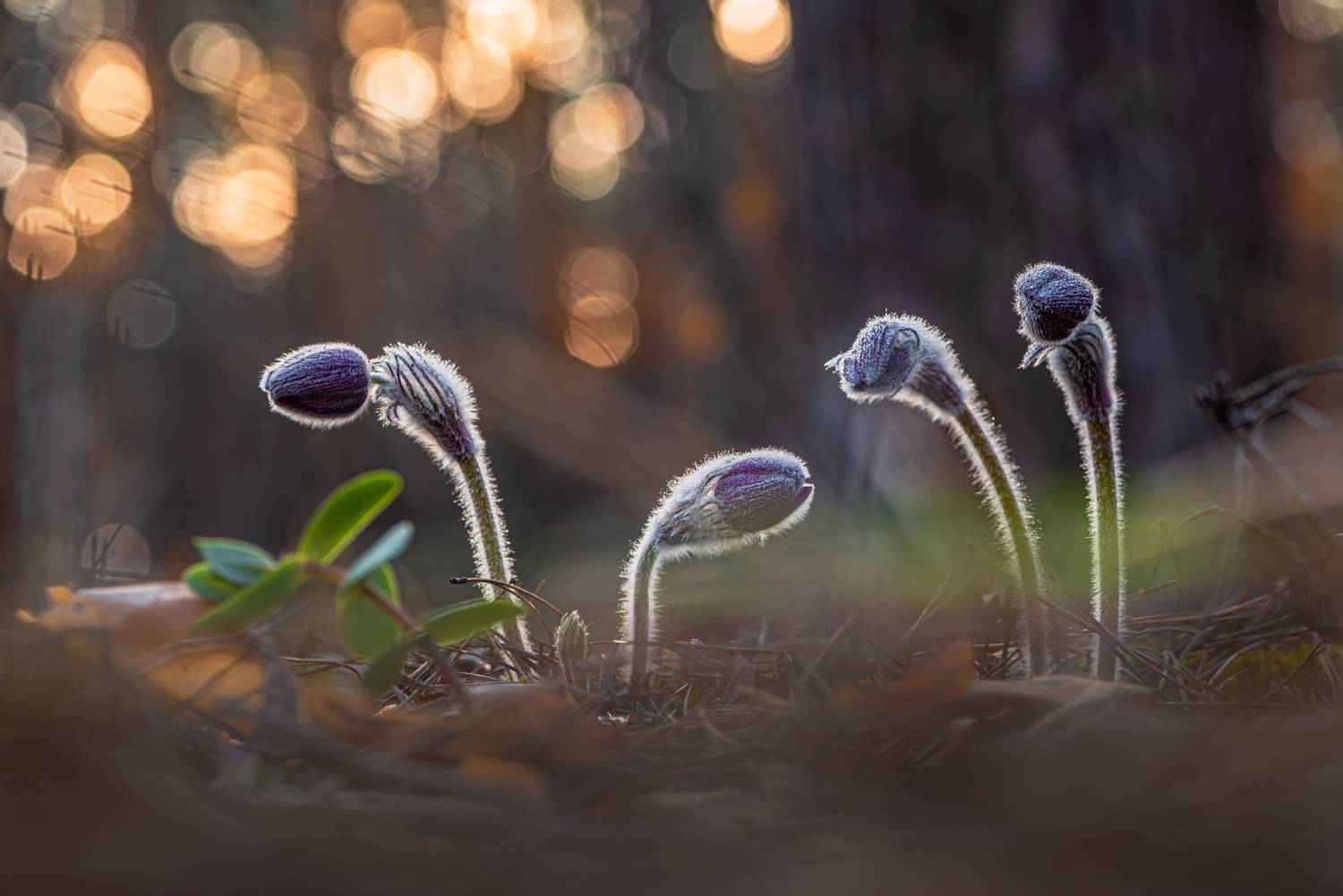 , Зайцев Роман