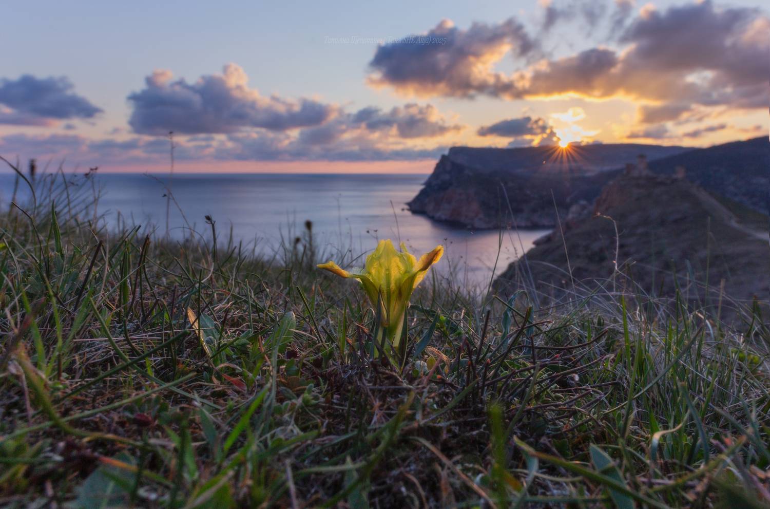 крым, ирисы, балаклава, природа крыма, весна в крыму, макро, севастополь, Щепотина Татьяна