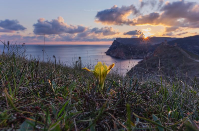 крым, ирисы, балаклава, природа крыма, весна в крыму, макро, севастополь Закат с ирисом фото превью