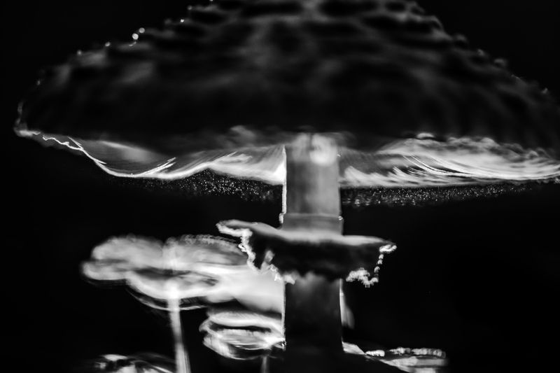 зонтик пестрый, гриб Зонтик фото превью