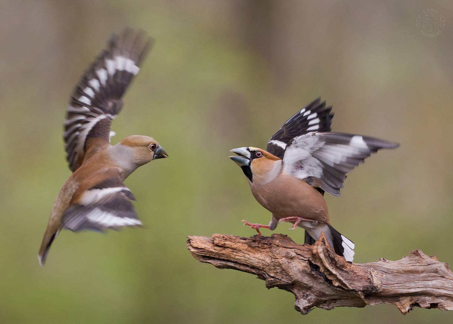 , Евгени Стефанов