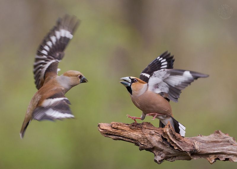 Дубонос - Lens and Feathers фото превью