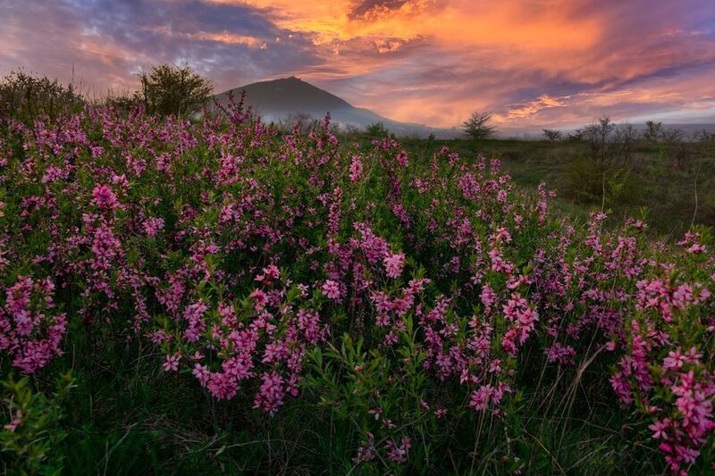пейзаж, степной миндаль,рассвет, кмв, машук,природа, весна Про степной миндаль на рассвете фото превью